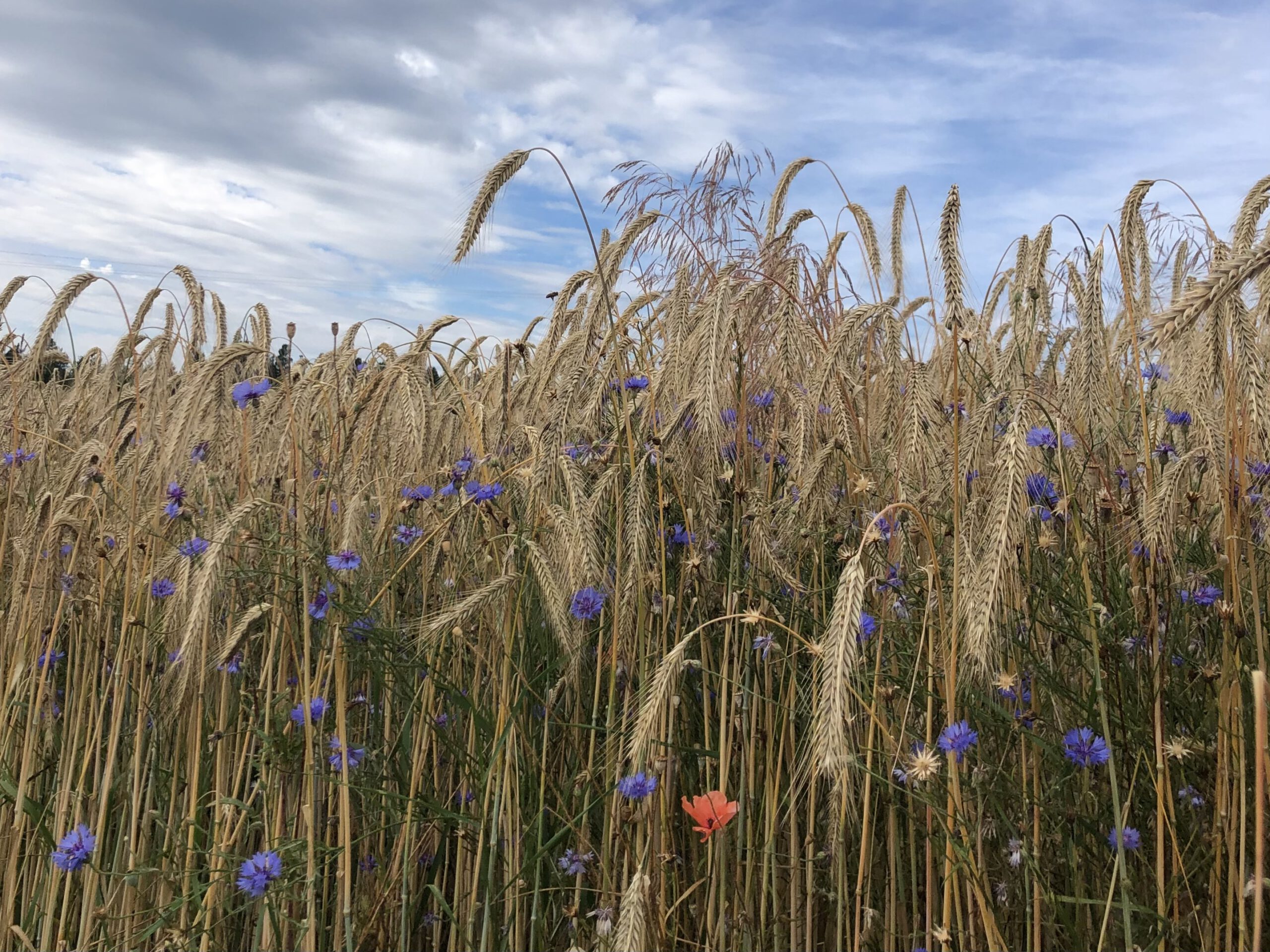 Feldblumen am Wegesrand