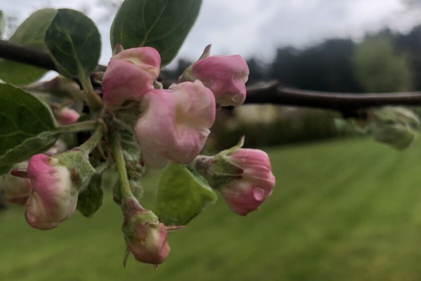 Prioritäten ist wie Zurückschneiden im Garten