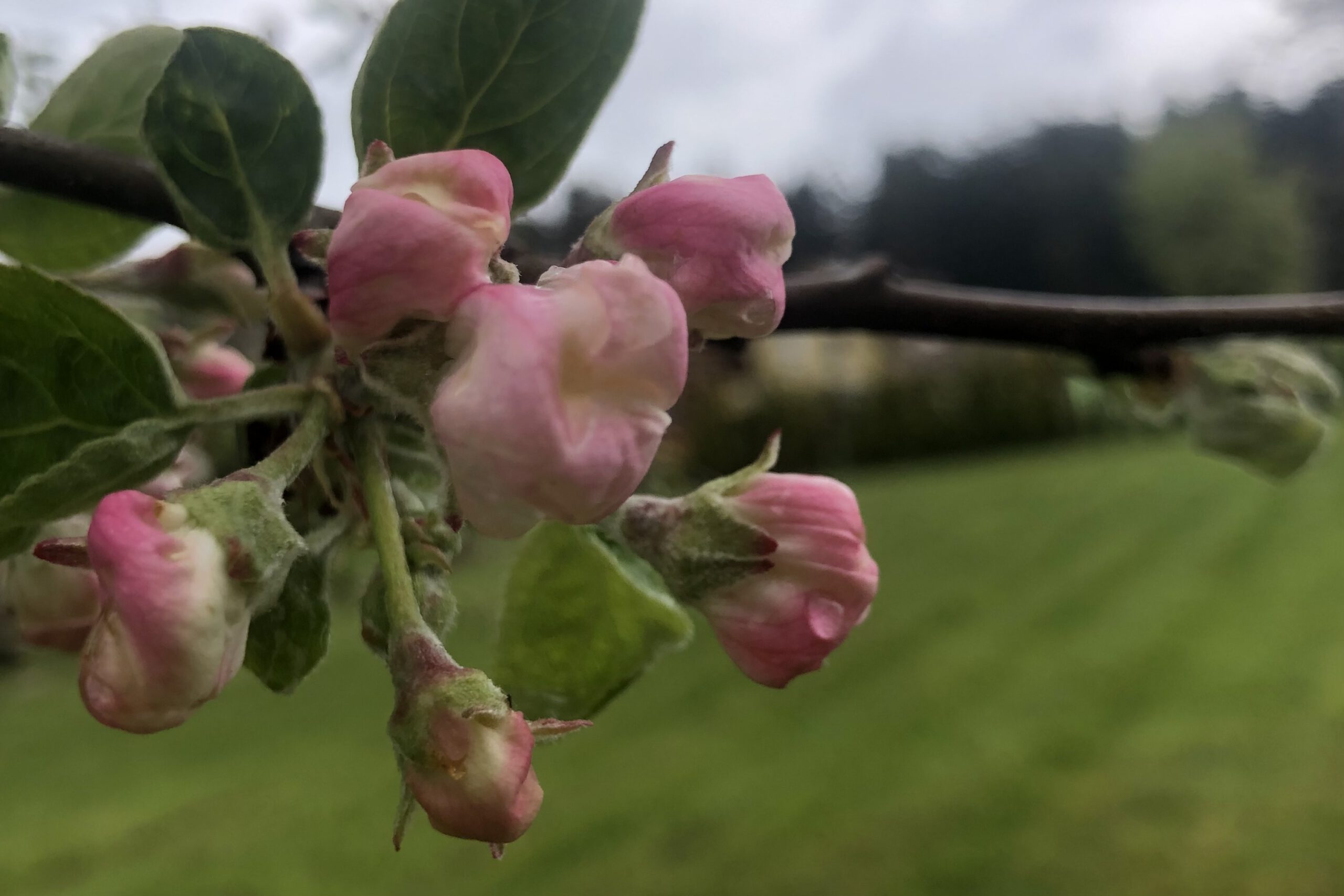 Prioritäten ist wie Zurückschneiden im Garten